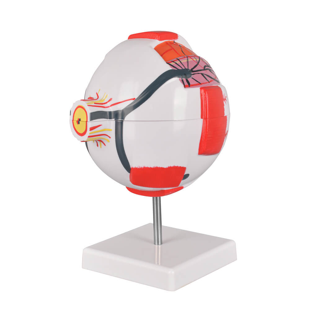 6X Enlarged Human Eye Model, Anatomical Eyeball for Education