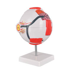 6X Enlarged Human Eye Model, Anatomical Eyeball for Education