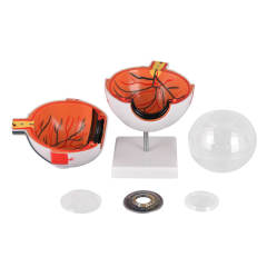 6X Enlarged Human Eye Model, Anatomical Eyeball for Education