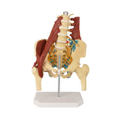Human Lumbar Spine Model with Muscles (Standing), Style A
