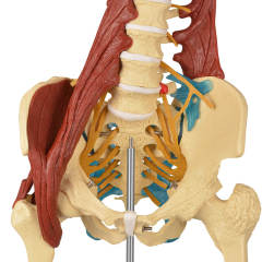 Human Lumbar Spine Model with Muscles (Standing), Style A