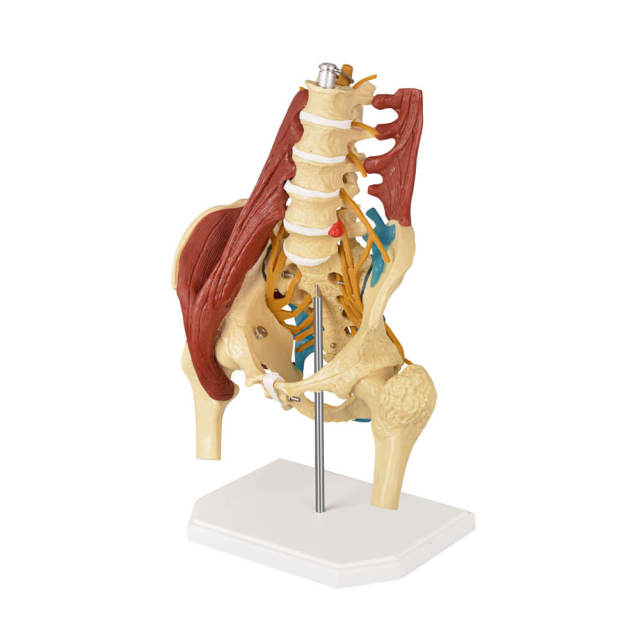 Human Lumbar Spine Model with Muscles (Standing), Style A
