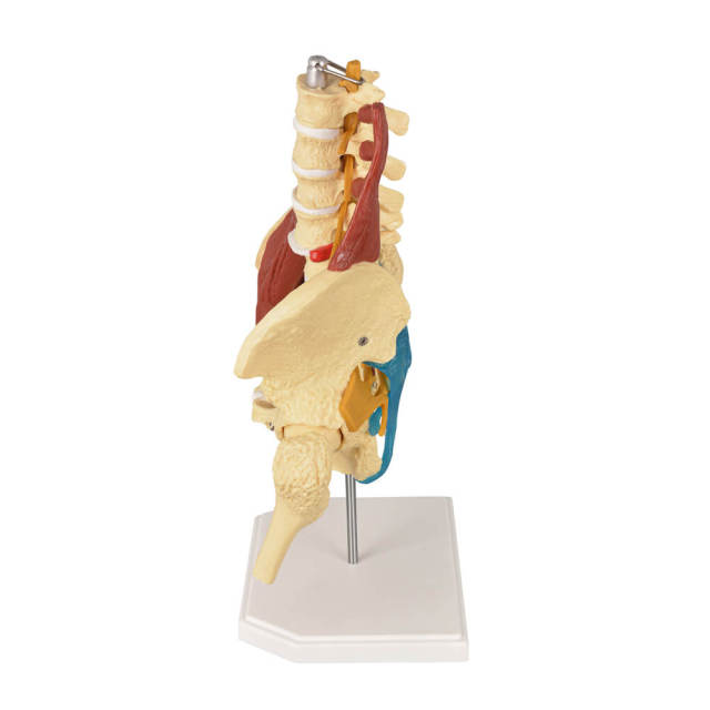 Human Lumbar Spine Model with Muscles (Standing), Style A