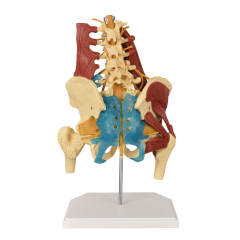 Human Lumbar Spine Model with Muscles (Standing), Style A