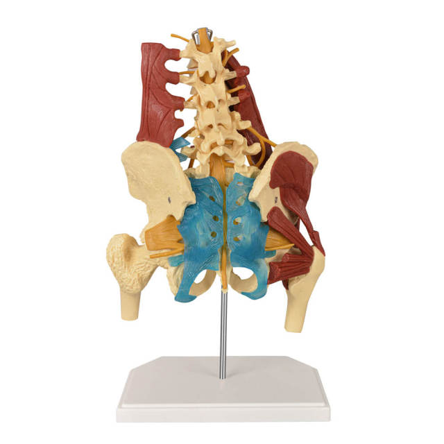 Human Lumbar Spine Model with Muscles (Standing), Style A
