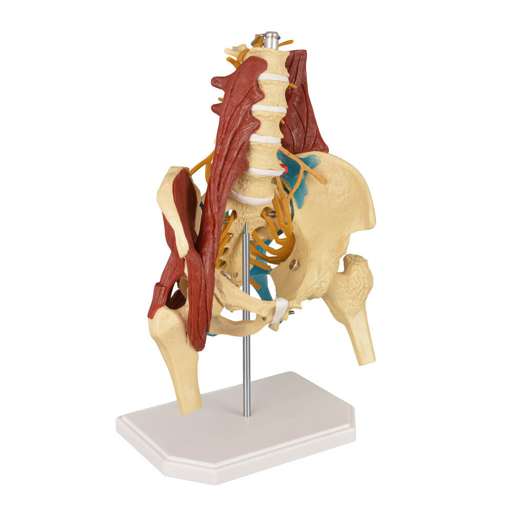Human Lumbar Spine Model with Muscles (Standing), Style A
