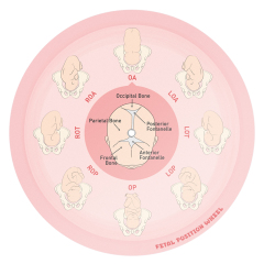 Fetal Position Wheel, Pregnancy Wheel, Corrected Foetal Circulation