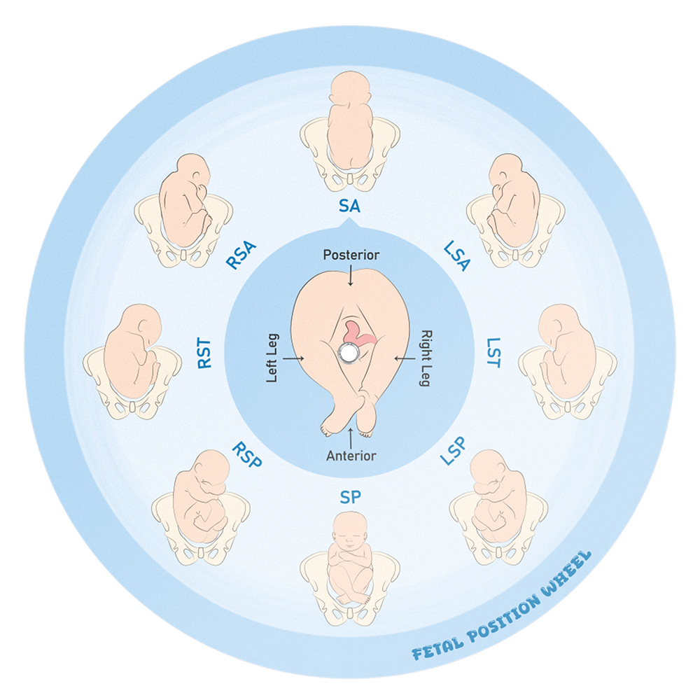 Fetal Position Wheel, Pregnancy Wheel, Corrected Foetal Circulation