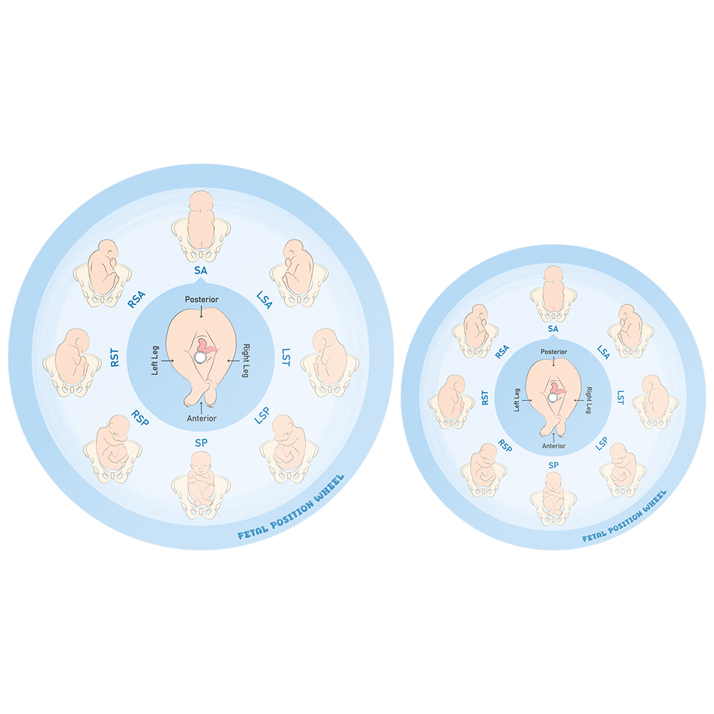 Fetal Position Wheel, Pregnancy Wheel, Corrected Foetal Circulation