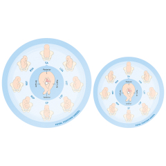 Fetal Position Wheel, Pregnancy Wheel, Corrected Foetal Circulation