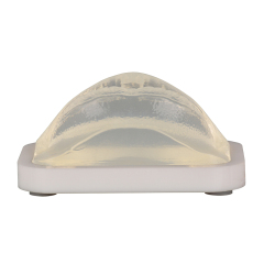 Transparent Injection Training Lip Model