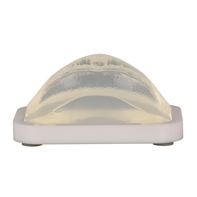 Transparent Injection Training Lip Model