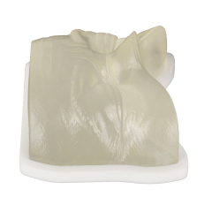 Transparent Injection Training Eye Model