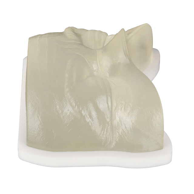 Transparent Injection Training Eye Model