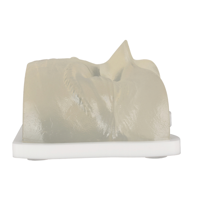 Transparent Injection Training Eye Model