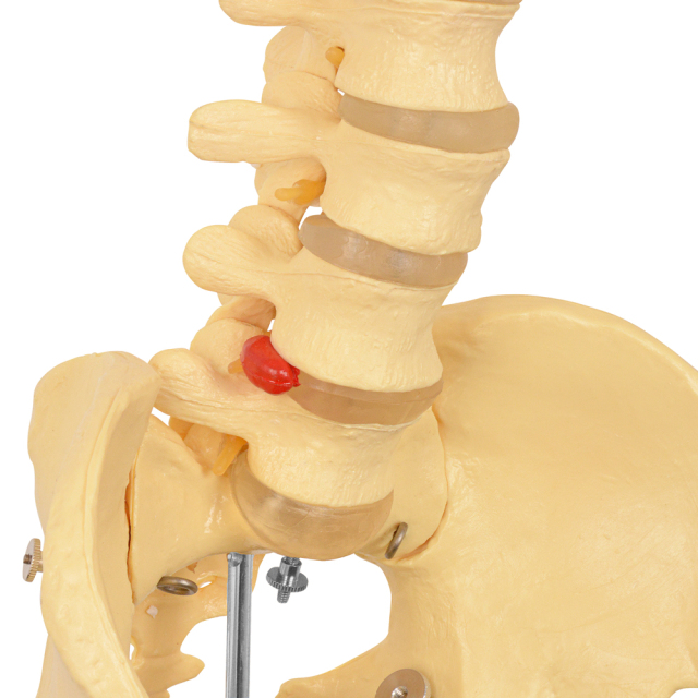 170cm Life-Size Male Anatomy Skeleton Model