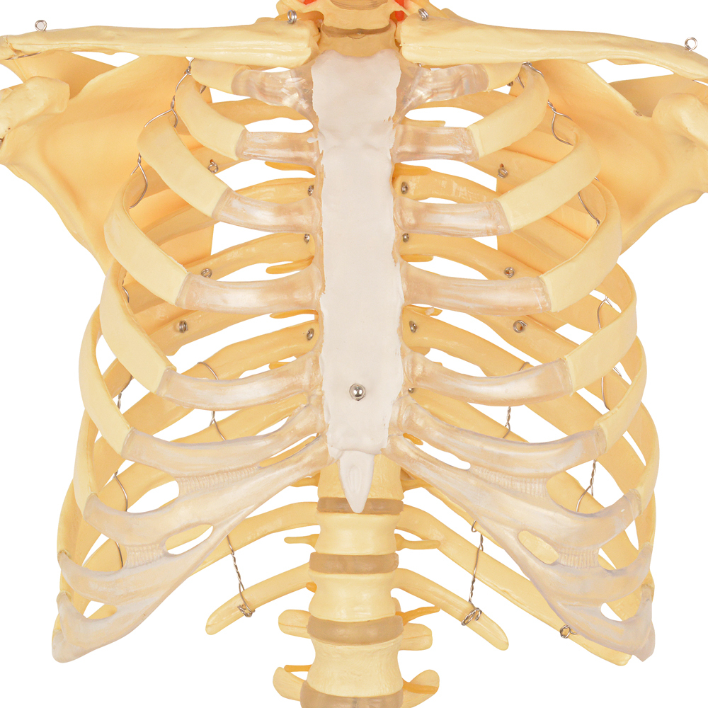 170cm Life-Size Male Anatomy Skeleton Model