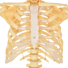 170cm Life-Size Male Anatomy Skeleton Model