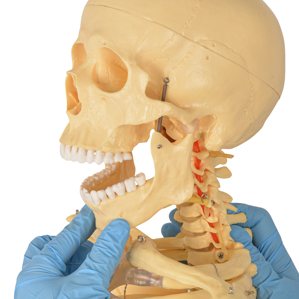 170cm Life-Size Male Anatomy Skeleton Model
