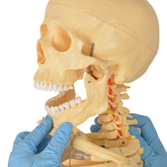 170cm Life-Size Male Anatomy Skeleton Model