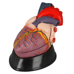 Medical Anatomical Human Heart Model - Jumbo Anatomical Heart for Study