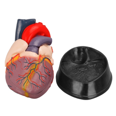 Medical Anatomical Human Heart Model - Jumbo Anatomical Heart for Study