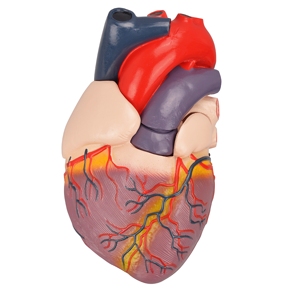 Medical Anatomical Human Heart Model - Jumbo Anatomical Heart for Study