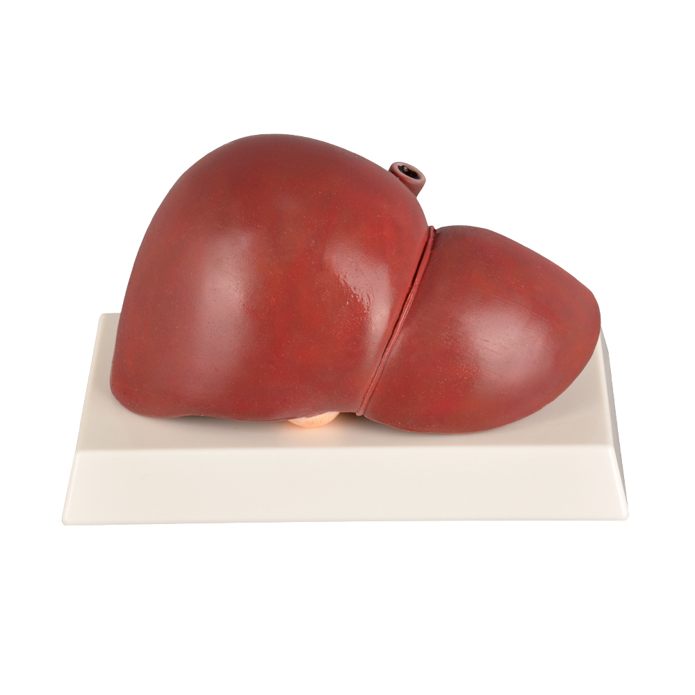 Life-size Silicone Human Liver Anatomical Model, Normal Healthy Liver