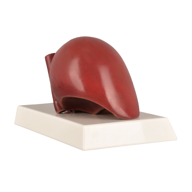 Life-size Silicone Human Liver Anatomical Model, Normal Healthy Liver