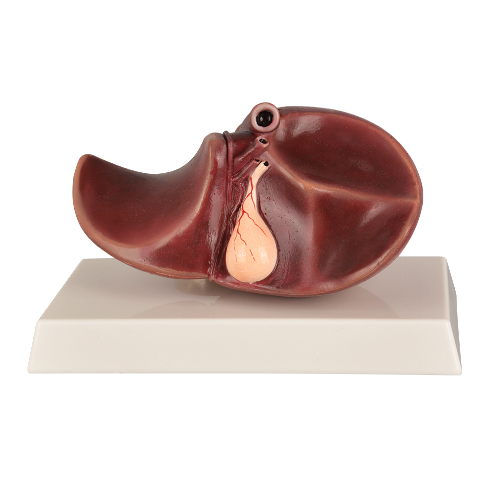 Life-size Silicone Human Liver Anatomical Model, Normal Healthy Liver