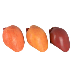 Silicone Liver Simulation Model with Non-Alcoholic Fatty Liver Disease