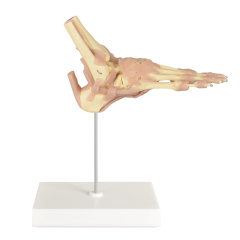 European-Scale Human Foot Joint Skeleton Model with Ligaments Life-Size Medical Science Product
