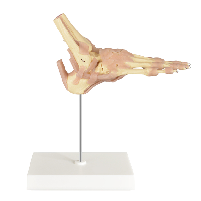 European-Scale Human Foot Joint Skeleton Model with Ligaments Life-Size Medical Science Product