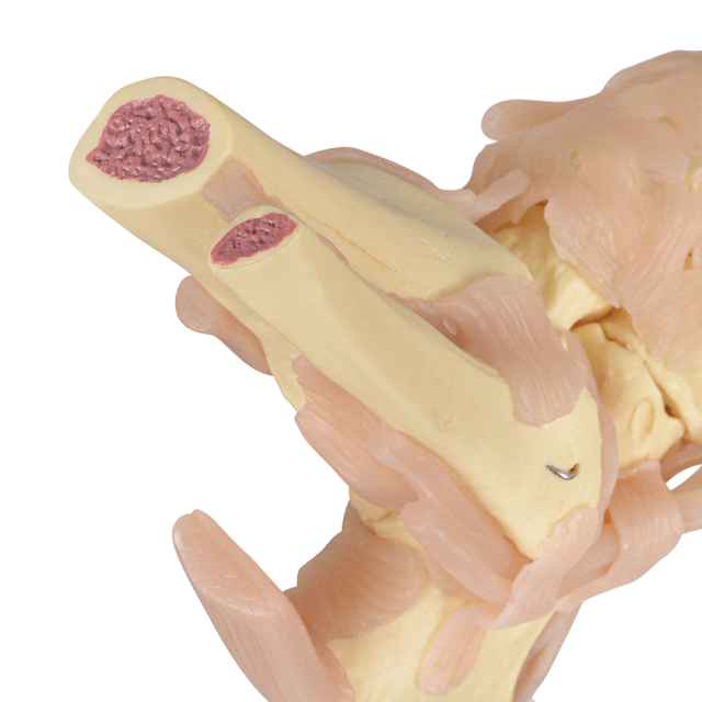 European-Scale Human Foot Joint Skeleton Model with Ligaments Life-Size Medical Science Product