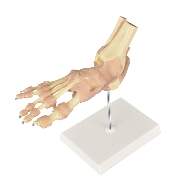European-Scale Human Foot Joint Skeleton Model with Ligaments Life-Size Medical Science Product