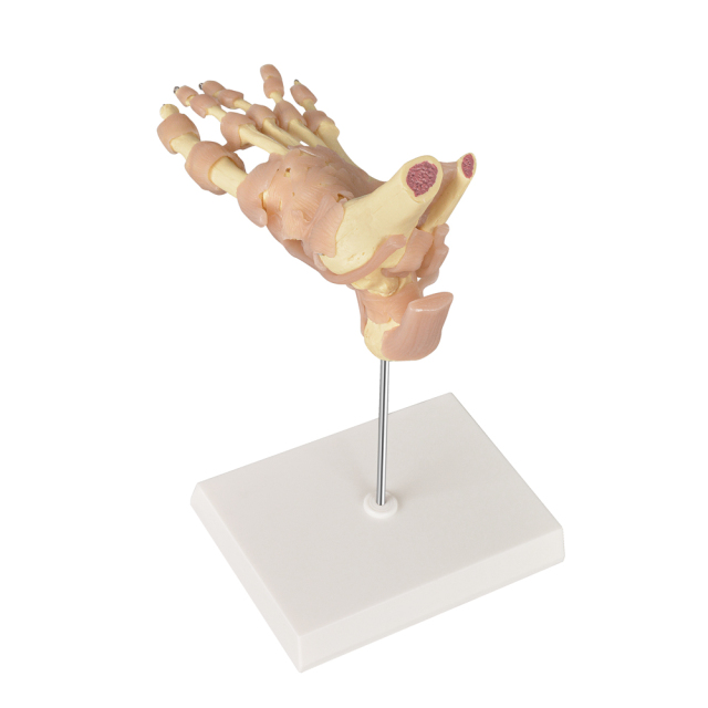 European-Scale Human Foot Joint Skeleton Model with Ligaments Life-Size Medical Science Product