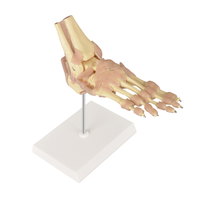 European-Scale Human Foot Joint Skeleton Model with Ligaments Life-Size Medical Science Product