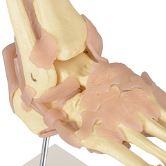 European-Scale Human Foot Joint Skeleton Model with Ligaments Life-Size Medical Science Product