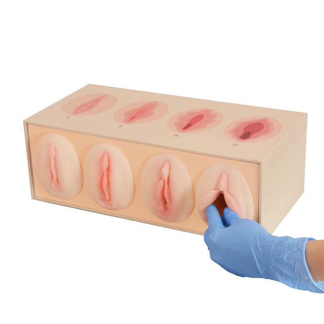 Vaginal Tightness Comparison Model for Pelvic Floor & Gynecological Training