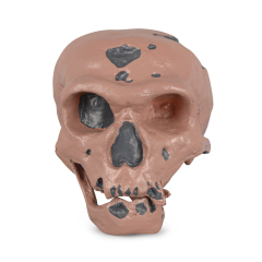 Caveman Skull Replica for Educational Display