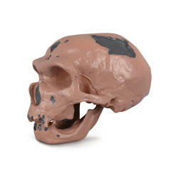 Caveman Skull Replica for Educational Display