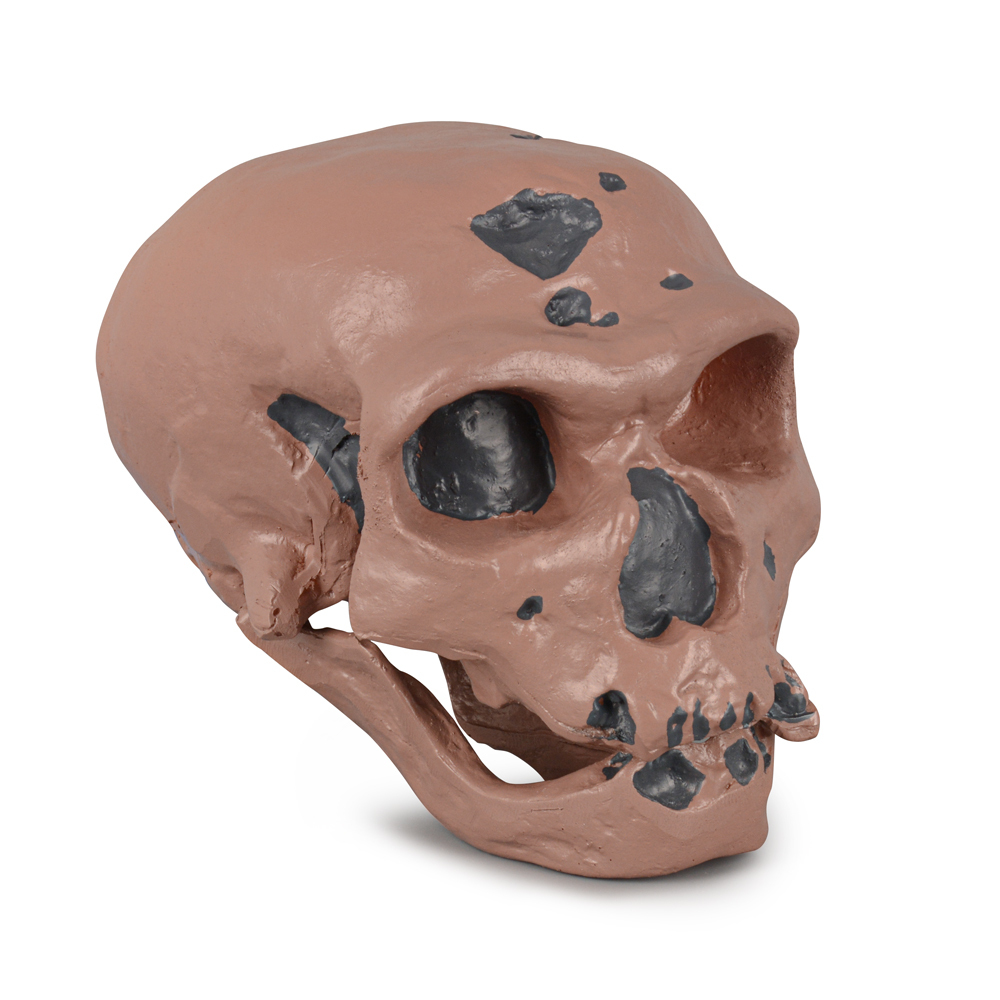 Caveman Skull Replica for Educational Display