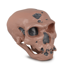 Caveman Skull Replica for Educational Display