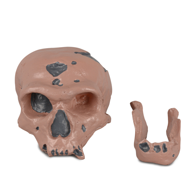 Caveman Skull Replica for Educational Display