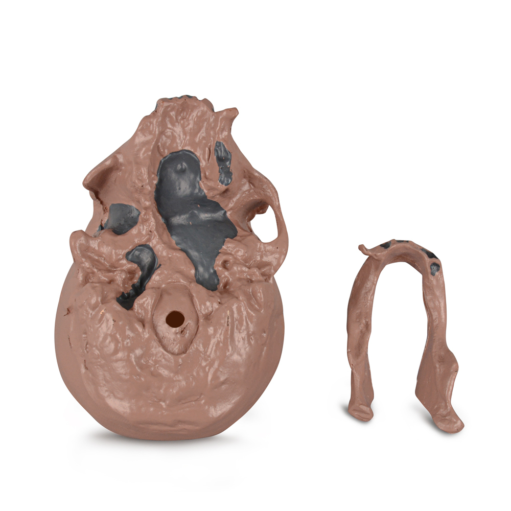 Caveman Skull Replica for Educational Display