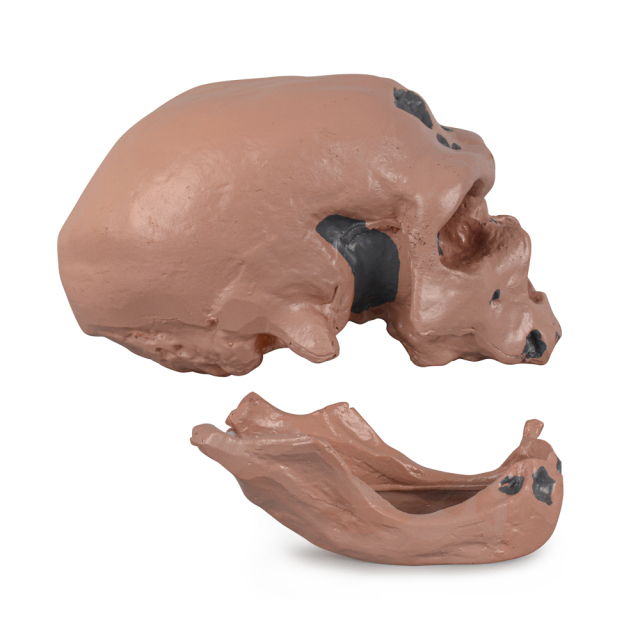 Caveman Skull Replica for Educational Display