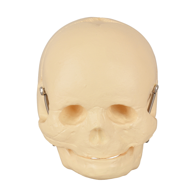 Infant Skull Model – Life-Size Newborn Anatomy for Medical Education