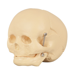 Infant Skull Model – Life-Size Newborn Anatomy for Medical Education