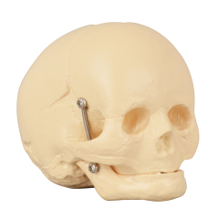 Infant Skull Model – Life-Size Newborn Anatomy for Medical Education