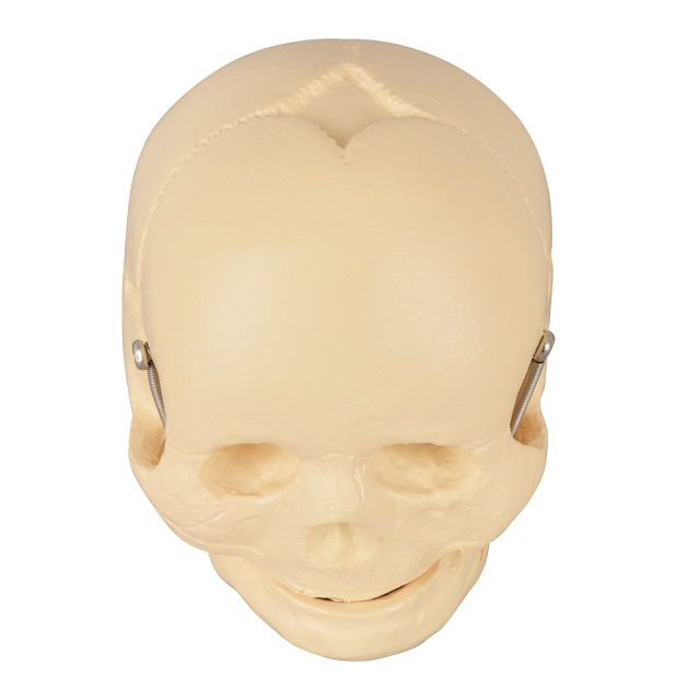 Infant Skull Model – Life-Size Newborn Anatomy for Medical Education